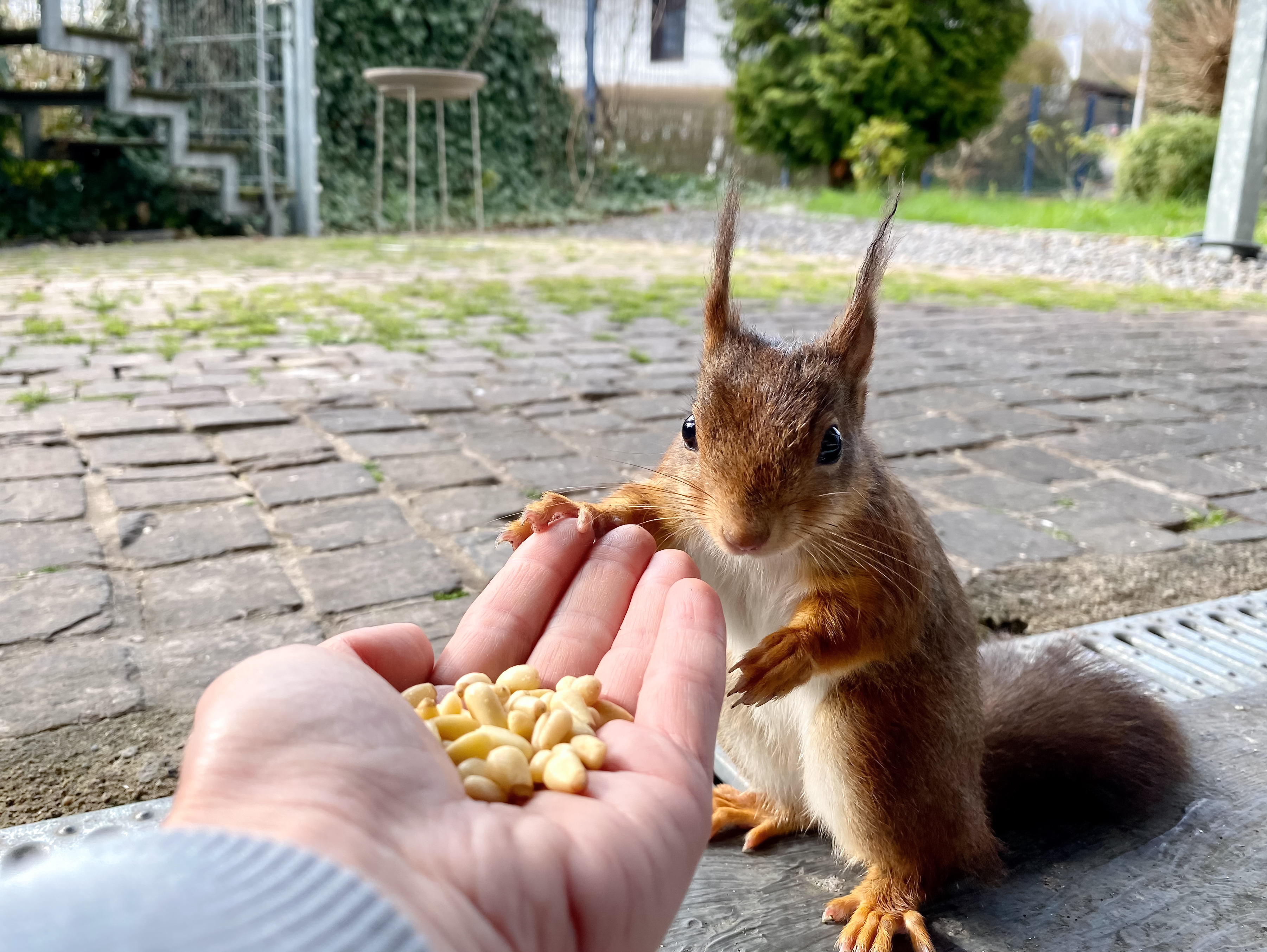 FREUNDE FÜR IMMER